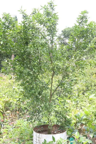 Çiftlikteki ağaçta satılan makropteralar nakit mahsuldür. Antioksidan, polifenol, flavonoid, tanin, protein içerir.