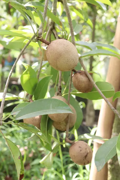 Çiftlikteki ağaçtaki sapodilla, hasat için nakit mahsuldür. Beslenme lifleri var. Lifler bağırsak sağlığını geliştirir. Ayrıca kendini daha uzun süre dolu hissetmeni ve kan şekerini kontrol etmeni sağlar.