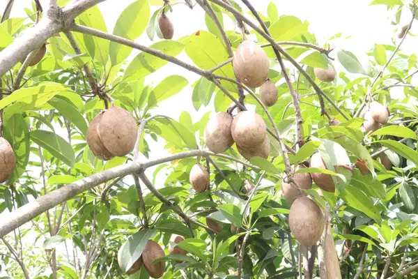 Çiftlikteki ağaçtaki sapodilla, hasat için nakit mahsuldür. Beslenme lifleri var. Lifler bağırsak sağlığını geliştirir. Ayrıca kendini daha uzun süre dolu hissetmeni ve kan şekerini kontrol etmeni sağlar.