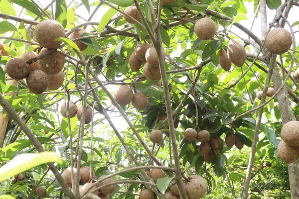 Çiftlikteki ağaçtaki sapodilla, hasat için nakit mahsuldür. Beslenme lifleri var. Lifler bağırsak sağlığını geliştirir. Ayrıca kendini daha uzun süre dolu hissetmeni ve kan şekerini kontrol etmeni sağlar.