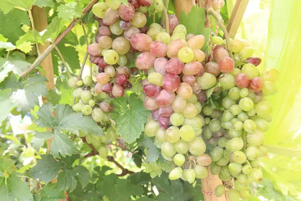 Çiftlikteki ağaçtaki lezzetli ve sağlıklı üzüm hasadı nakit mahsulüdür.