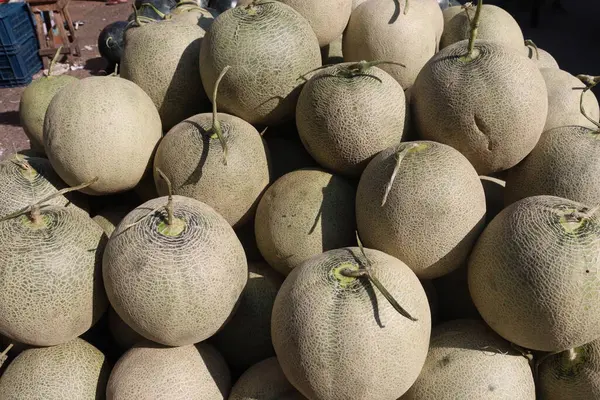 Çiftlikteki hidrofonik sistemdeki kavun ağacı bitkisi hasat için nakit mahsuldür.