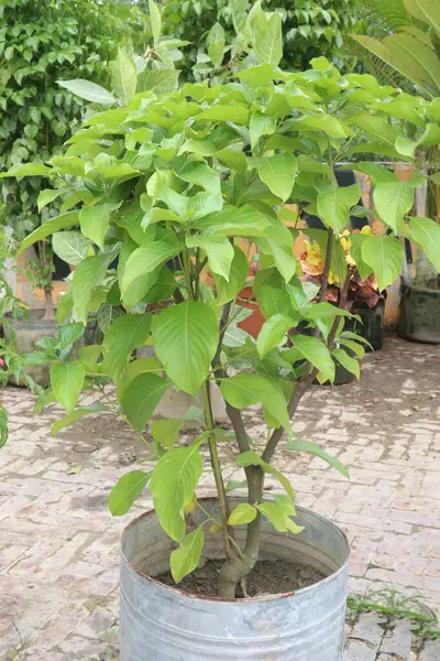 Bebek odasındaki Mussaenda philippica bitkisi satılık nakit mahsuller. Dizanteri, sarılık, yılan ısırığı, mide ağrısı, nezle, Mussaenda yanığı tedavisi