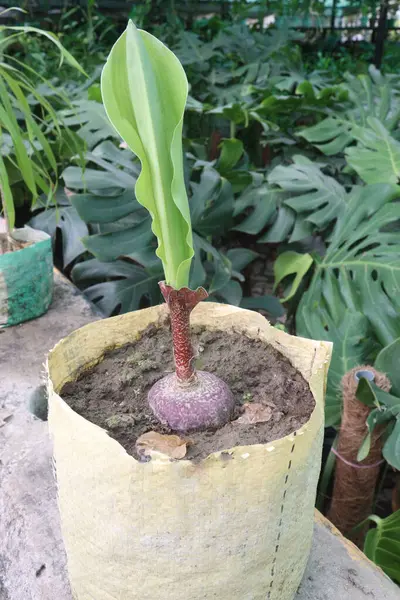 Çocuk odasındaki haemanthus bitkisi satılık nakit mahsulleri. Ampulü ateş, baş ağrısı gibi hastalıklara iyi gelir. Tedavi yeteneği mantar önleyici antibakteriyel özelliklere sahip alkaloidlerden kaynaklanıyor.
