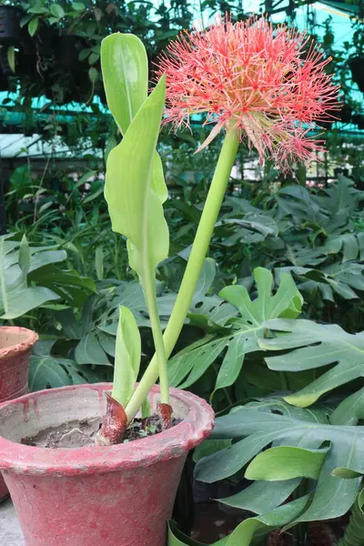 Çocuk odasındaki haemanthus bitkisi satılık nakit mahsulleri. Ampulü ateş, baş ağrısı gibi hastalıklara iyi gelir. Tedavi yeteneği mantar önleyici antibakteriyel özelliklere sahip alkaloidlerden kaynaklanıyor.