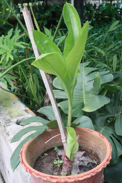 Çocuk odasındaki haemanthus bitkisi satılık nakit mahsulleri. Ampulü ateş, baş ağrısı gibi hastalıklara iyi gelir. Tedavi yeteneği mantar önleyici antibakteriyel özelliklere sahip alkaloidlerden kaynaklanıyor.