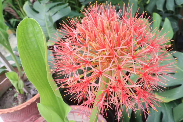 Çocuk odasındaki haemanthus bitkisi satılık nakit mahsulleri. Ampulü ateş, baş ağrısı gibi hastalıklara iyi gelir. Tedavi yeteneği mantar önleyici antibakteriyel özelliklere sahip alkaloidlerden kaynaklanıyor.