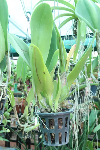  Brassolaelio Cattleya çiçek bitkisi fidanlıkta asılı vaziyette satılıyor. Nakit ekinler var.