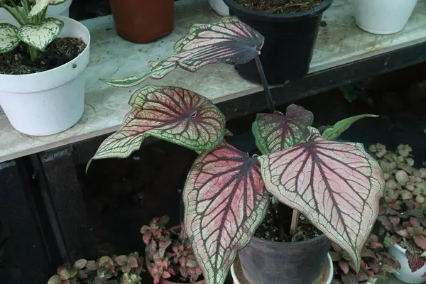 Caladium bicolor Tayland Yaprağı Bitkisi fidanlıkta satılıyor Nakit ekinler