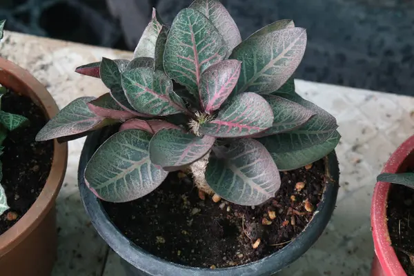Kreşteki Euphorbia Francoisii yaprağı bitkisi satılık nakit mahsulleri. Euphorbiaceae familyasından bir bitki türü. Doğal habitatları subtropikal veya tropikal kuru ormanlardır.
