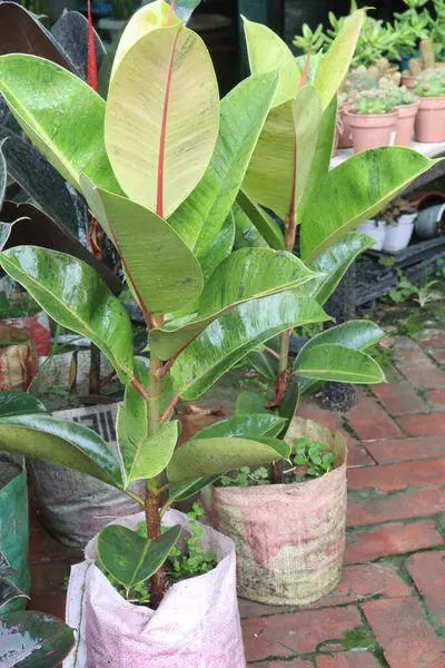 Kreşteki plastik incir fabrikası nakit paradır. Bu hava arındırma. İçerideki nem seviyelerini arttır. Solunum alerjilerinin azaltılması, iltihap, astım, tuzak tozu, polen, kapalı alan alerjisi