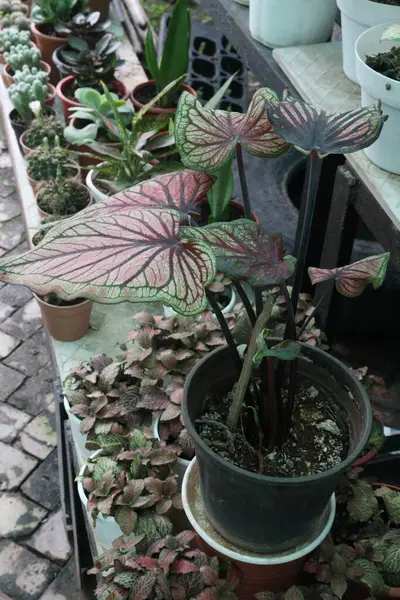 Caladium bicolor Tayland Yaprağı Bitkisi fidanlıkta satılıyor Nakit ekinler