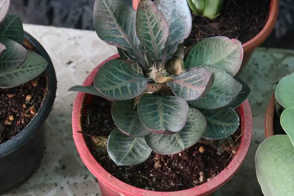 Kreşteki Euphorbia Francoisii yaprağı bitkisi satılık nakit mahsulleri. Euphorbiaceae familyasından bir bitki türü. Doğal habitatları subtropikal veya tropikal kuru ormanlardır.