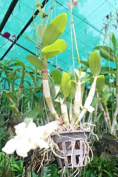 Brassolaeliocattleya orkide çiçeği, fidanlıkta asılı duran saksıda nakit ürünleri satar. Toksinleri emerek hava temizleyici olabilir. Biyolojik çeşitliliğe bahçe işlerinde terapi etkileri