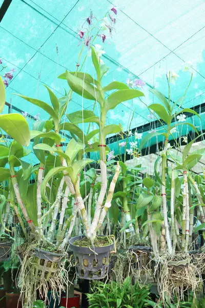 Brassolaeliocattleya orkide çiçeği, fidanlıkta asılı duran saksıda nakit ürünleri satar. Toksinleri emerek hava temizleyici olabilir. Biyolojik çeşitliliğe bahçe işlerinde terapi etkileri