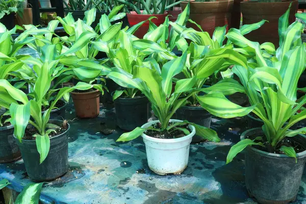 Çiftlikteki saksıda bulunan Dracaena parfümleri nakit mahsuldür. Hava temizleyiciyi çalıştırabilir. Nemi artırır. İçerideki kirliliği azaltır, kuru klima açar. Su buharı yayar.