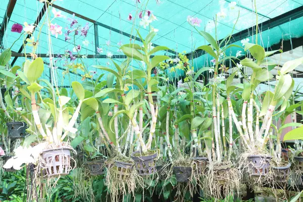 Brassolaeliocattleya orkide çiçeği, fidanlıkta asılı duran saksıda nakit ürünleri satar. Toksinleri emerek hava temizleyici olabilir. Biyolojik çeşitliliğe bahçe işlerinde terapi etkileri