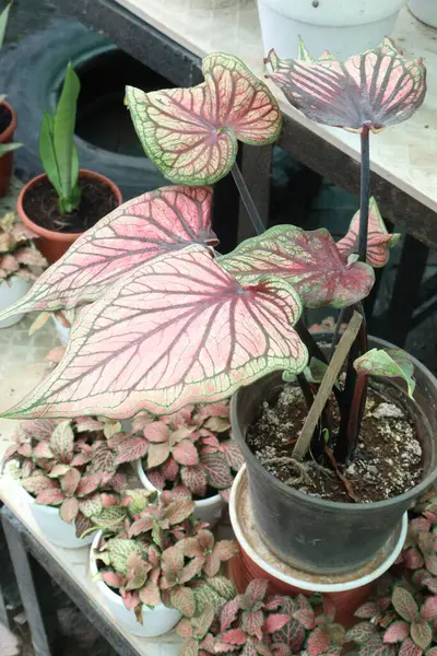 Caladium bicolor Tayland Yaprağı Bitkisi fidanlıkta satılıyor Nakit ekinler