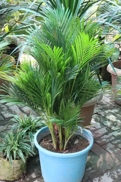 Bebek odasında satılmak üzere esrar üzerine konmuş kristal Luten yaprakları nakit mahsuldür. Hava temizleyebilir, oksijeni arttırabilir, ev içi nemi geliştirebilir, modern dekor kutsayabilir, alerjiyle savaşabilir.,