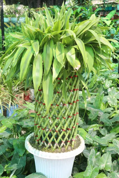 Tarlada hasat için saksıdaki şanslı bambu bitkisi nakit mahsulüdür.
