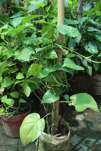 Çiftlikteki Epipremnum Aureum fabrikası nakit mahsulü. Havayı temizleyip benzen, formaldehit, trikloretilen, ksilen ve tolüen gibi en yaygın ev havası kirleticilerini azaltabilir.