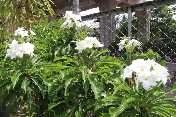 Plumeria pudica flower plant on nursery for sell are cash crops. have anti-allergic, laxative, carminative, cytotoxic, anti-microbial, anti-inflammatory, antiulcer, anti-leprosy, diuretic,anti-ascites