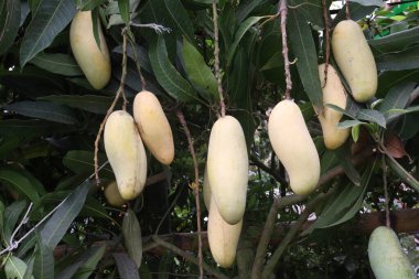 Çiftlikteki ağaçta satılan mangolar nakit mahsullerdir. Magnezyum, potasyum, her ikisi de düşük kan basıncına bağlı. Düzenli bir nabız. Kalbindeki iltihabı azaltmak için mangimin verin.