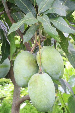 Çiftlikteki ağaçta satılan mangolar nakit mahsullerdir. Magnezyum, potasyum, her ikisi de düşük kan basıncına bağlı. Düzenli bir nabız. Kalbindeki iltihabı azaltmak için mangimin verin.