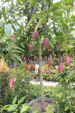 Çiftlikteki ağaçta satılan mangolar nakit mahsullerdir. Magnezyum, potasyum, her ikisi de düşük kan basıncına bağlı. Düzenli bir nabız. Kalbindeki iltihabı azaltmak için mangimin verin.