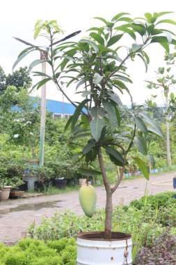 Çiftlikteki ağaçta satılan mangolar nakit mahsullerdir. Magnezyum, potasyum, her ikisi de düşük kan basıncına bağlı. Düzenli bir nabız. Kalbindeki iltihabı azaltmak için mangimin verin.