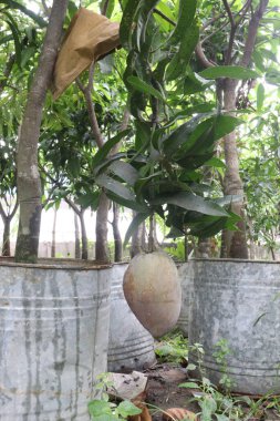 Çiftlikteki ağaçta satılan mangolar nakit mahsullerdir. Magnezyum, potasyum, her ikisi de düşük kan basıncına bağlı. Düzenli bir nabız. Kalbindeki iltihabı azaltmak için mangimin verin.