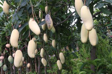 Çiftlikteki ağaçta satılan mangolar nakit mahsullerdir. Magnezyum, potasyum, her ikisi de düşük kan basıncına bağlı. Düzenli bir nabız. Kalbindeki iltihabı azaltmak için mangimin verin.