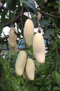 Çiftlikteki ağaçta satılan mangolar nakit mahsullerdir. Magnezyum, potasyum, her ikisi de düşük kan basıncına bağlı. Düzenli bir nabız. Kalbindeki iltihabı azaltmak için mangimin verin.