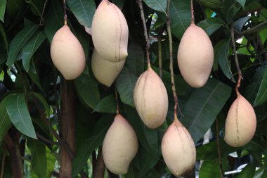 Çiftlikteki ağaçta satılan mangolar nakit mahsullerdir. Magnezyum, potasyum, her ikisi de düşük kan basıncına bağlı. Düzenli bir nabız. Kalbindeki iltihabı azaltmak için mangimin verin.