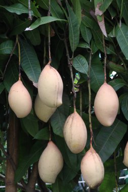 Çiftlikteki ağaçta satılan mangolar nakit mahsullerdir. Magnezyum, potasyum, her ikisi de düşük kan basıncına bağlı. Düzenli bir nabız. Kalbindeki iltihabı azaltmak için mangimin verin.