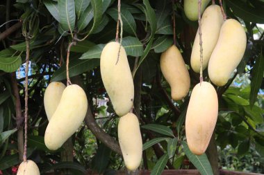 Çiftlikteki ağaçta satılan mangolar nakit mahsullerdir. Magnezyum, potasyum, her ikisi de düşük kan basıncına bağlı. Düzenli bir nabız. Kalbindeki iltihabı azaltmak için mangimin verin.