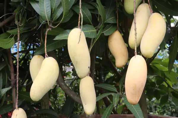 Çiftlikteki ağaçta satılan mangolar nakit mahsullerdir. Magnezyum, potasyum, her ikisi de düşük kan basıncına bağlı. Düzenli bir nabız. Kalbindeki iltihabı azaltmak için mangimin verin.