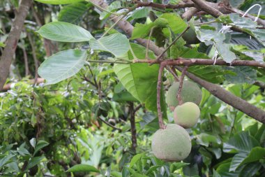 Çiftlikteki ağaçtaki Noel Baba meyveleri nakit mahsulleridir.