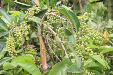 Çiftlikteki fabrikada satılık Bignay meyveleri nakit ürünleri, küçük kırmızı meyveler. Antioksidan, C vitamini, B vitamini, mineraller. Daha iyi bağışıklık, gelişmiş metabolizma, kanser önleme, düşük kan basıncı