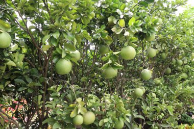 tasty and healthy pomelo on tree in farm for harvest