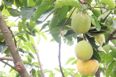 Çiftlikteki ağaçtaki Noel Baba meyveleri nakit mahsulleridir.