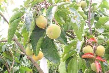 Çiftlikteki ağaçtaki Noel Baba meyveleri nakit mahsulleridir.