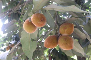 Çiftlikteki ağaçta satılan kadife elmalı meyveler nakit mahsuldür. kalsiyum, potasyum, vitaminler A, C, B-kompleks vitaminler, demir, diyet lifi, protein, antiinflamatuar özellikler