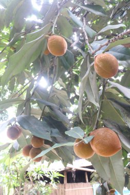 Çiftlikteki ağaçta satılan kadife elmalı meyveler nakit mahsuldür. kalsiyum, potasyum, vitaminler A, C, B-kompleks vitaminler, demir, diyet lifi, protein, antiinflamatuar özellikler