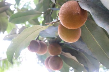 Çiftlikteki ağaçta satılan kadife elmalı meyveler nakit mahsuldür. kalsiyum, potasyum, vitaminler A, C, B-kompleks vitaminler, demir, diyet lifi, protein, antiinflamatuar özellikler