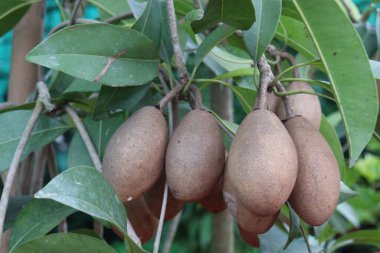 Çiftlikteki ağaçtaki sapodilla, hasat için nakit mahsuldür. Beslenme lifleri var. Lifler bağırsak sağlığını geliştirir. Ayrıca kendini daha uzun süre dolu hissetmeni ve kan şekerini kontrol etmeni sağlar.