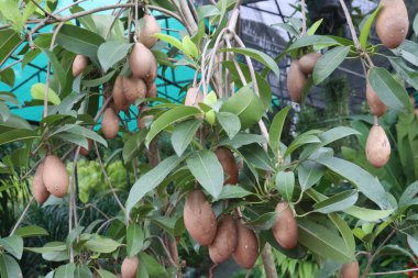 Çiftlikteki ağaçtaki sapodilla, hasat için nakit mahsuldür. Beslenme lifleri var. Lifler bağırsak sağlığını geliştirir. Ayrıca kendini daha uzun süre dolu hissetmeni ve kan şekerini kontrol etmeni sağlar.