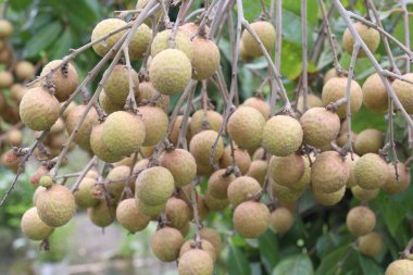 Tarlada hasat için ağaçtaki Longan meyvesi nakit mahsulüdür.