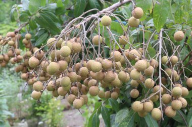 Tarlada hasat için ağaçtaki Longan meyvesi nakit mahsulüdür.