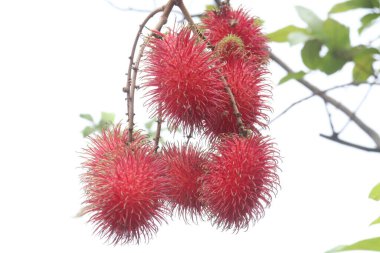 Hasat için çiftlikteki ağaçta duran Rambutan 'lar nakit mahsulüdür. Sindirim sistemine yardım et. Rambutan 'daki diyet lifleri dışkıya kitle ekleyerek ve etki etmesini önleyerek kabızlığı azaltmaya yardımcı olabilir.